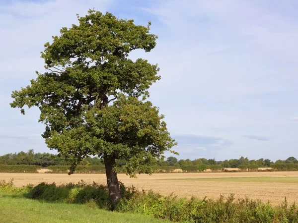 Дубовое дерево — стоковое фото