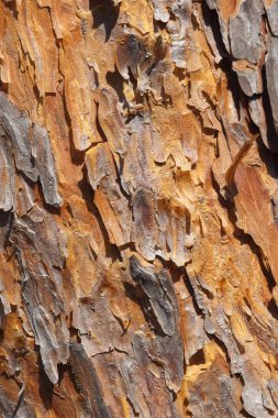 Bark texture clipart