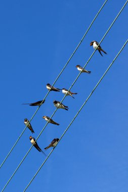 Swallows on wires clipart