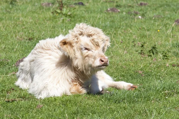 Белогорский теленок — стоковое фото