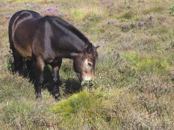 Эксмурский пони — стоковое фото