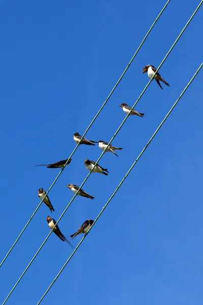 Swallows on wires — Stock Photo, Image