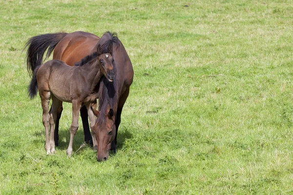 stock image Mare and foal