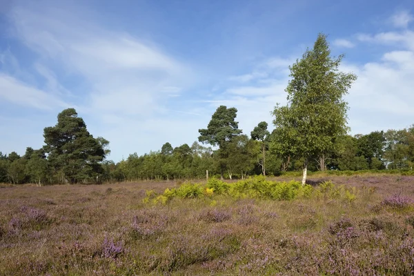 Landscape with heather — Stock Photo, Image