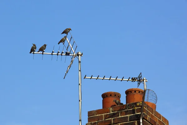 Starlings on a chimney — Stock Photo, Image