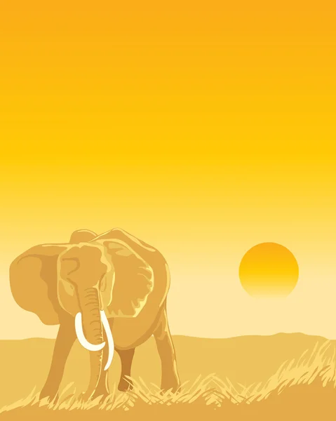 Afrikaanse olifant — Stockvector