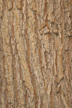 Elm bark clipart