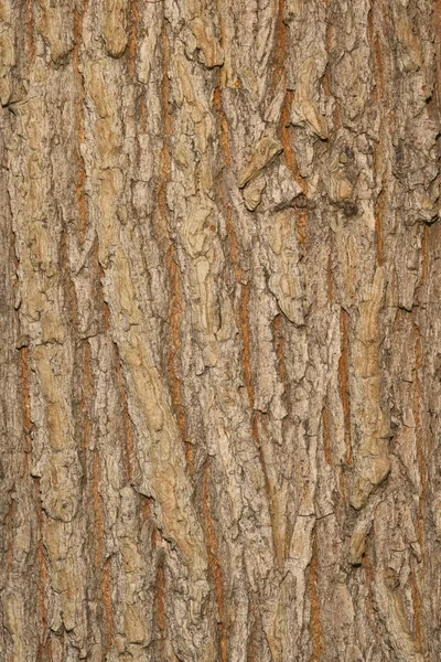 榆树皮 — 图库照片