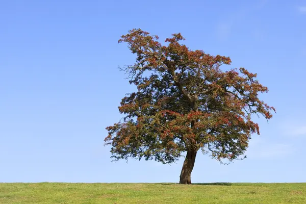 Weißdornbaum — Stockfoto