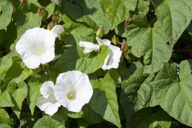 Bindweed flowers clipart