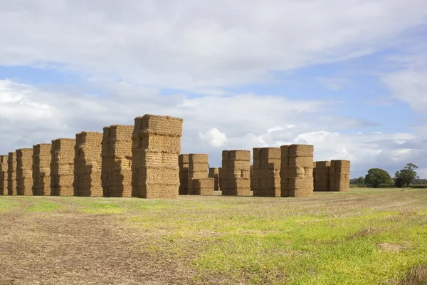 stock image Landscape with stacked square bales
