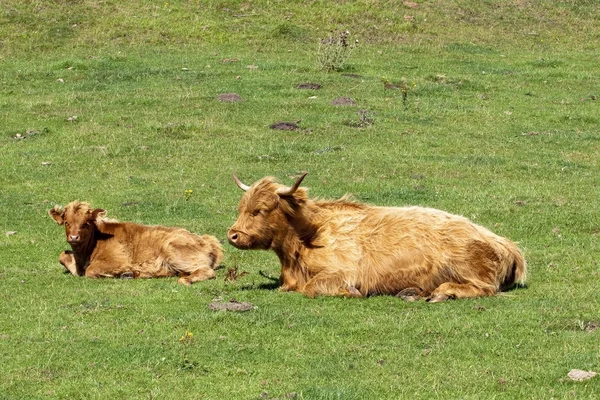 Highland cattle — Stock Photo, Image