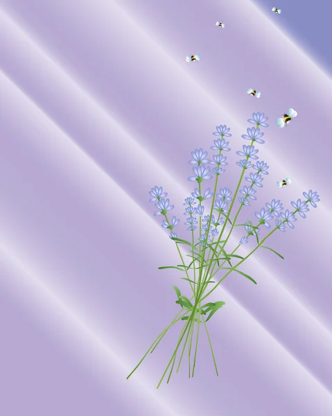 Лаванда квіти — стоковий вектор