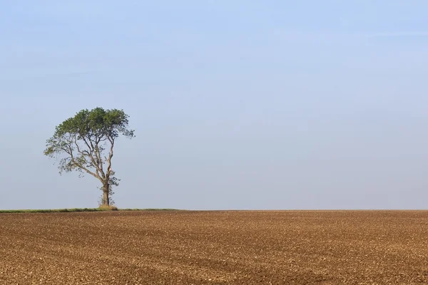 Árbol solitario con campo arado — Foto de Stock