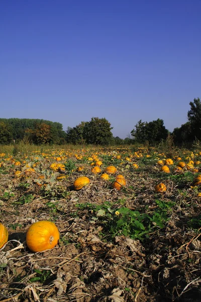 Pumpkin field — Stock Photo, Image