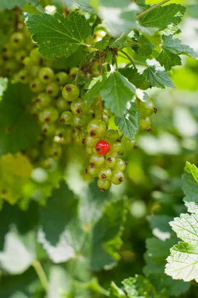 stock image Currants on shrub