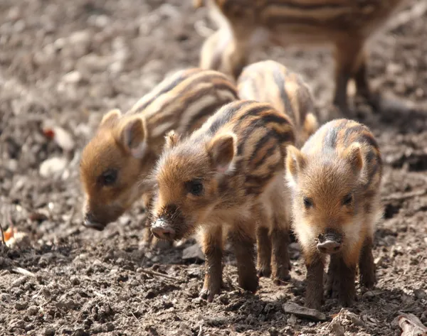 Sounder of young wild boars — Stock Photo, Image