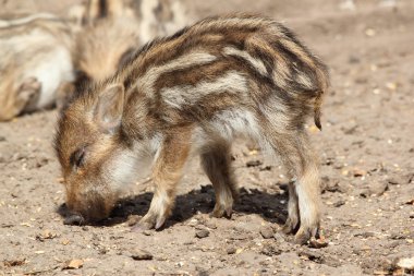 Young wild boar sleeping clipart