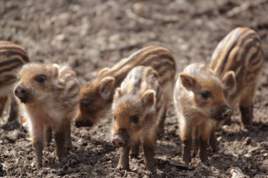 Sounder of young wild boars clipart