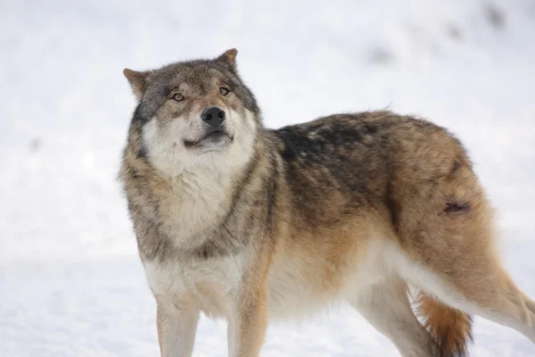 Canis lupus-wolf — Stockfoto