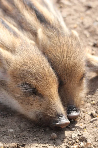 睡着的小野猪 — 图库照片