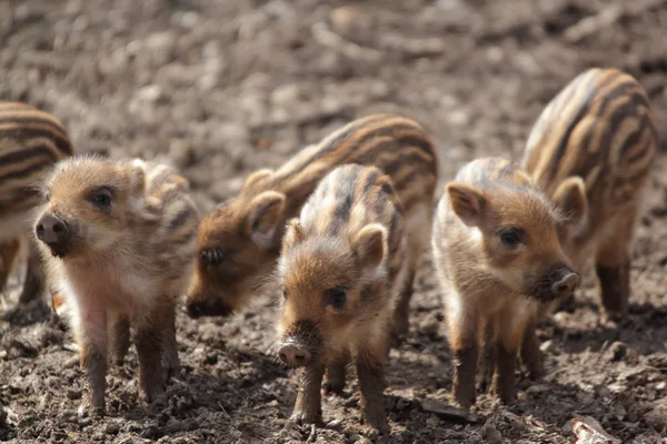 Sounder of young wild boars Stock Photo