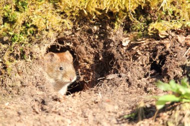 Microtus arvalis