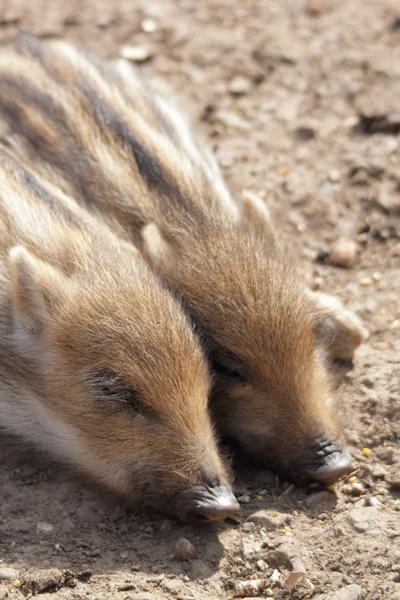 Young boars sleeping Stock Picture