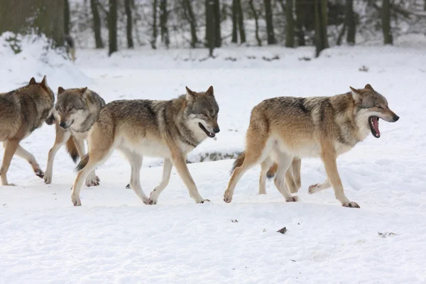 Canis lupus wolfes — Stok fotoğraf