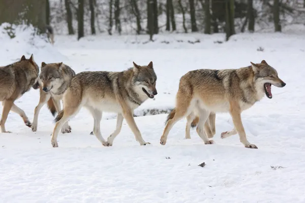 Canis lupus wolfes Fotos de stock libres de derechos