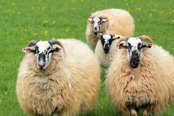 Четыре овцы Стоковая Картинка