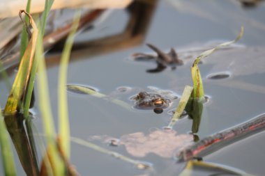 Kurbağa reed arasında