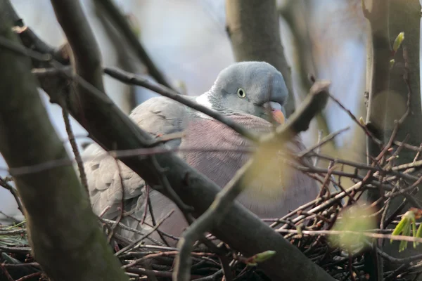 damızlık güvercin