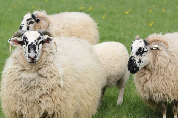 Tři ovce — Stock fotografie