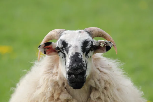羊 ram — 图库照片