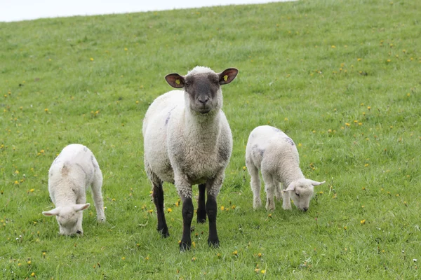 羊和小羊 免版税图库图片