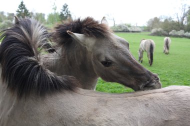 Tarpan horses grooming eachother clipart