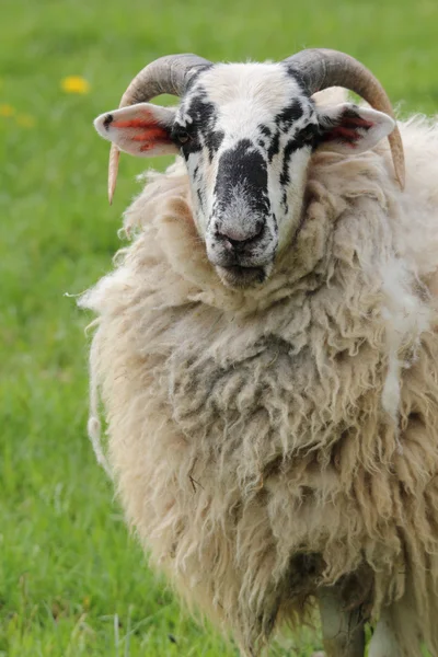 羊の ram — ストック写真