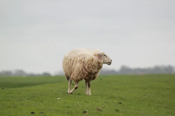 Bílá ovce — Stock fotografie