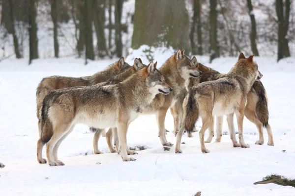 Canis lupus wolfes Stock Kép