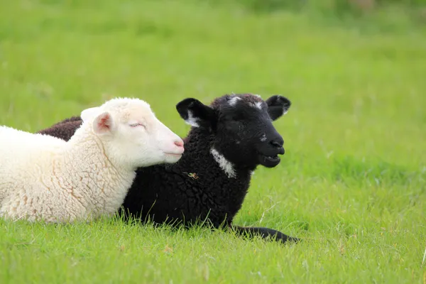黒と白の子羊 ロイヤリティフリーのストック画像