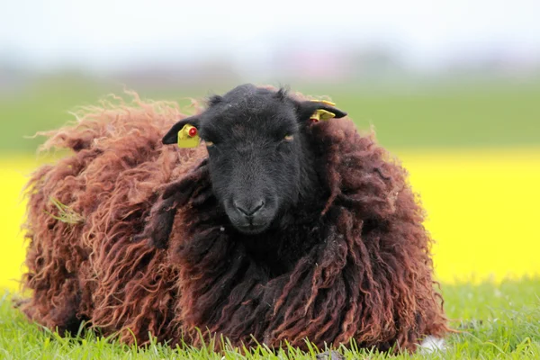 Hnědá ovce — Stock fotografie