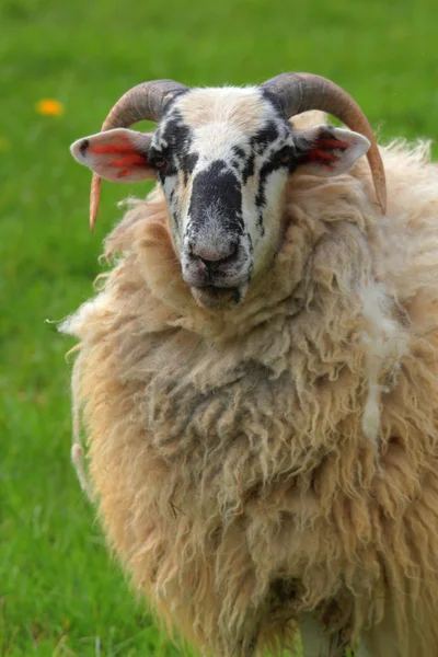Koyun ram — Stok fotoğraf