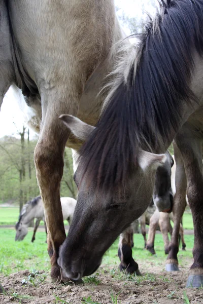 Tarpan paarden grooming elkaar Rechtenvrije Stockfoto's