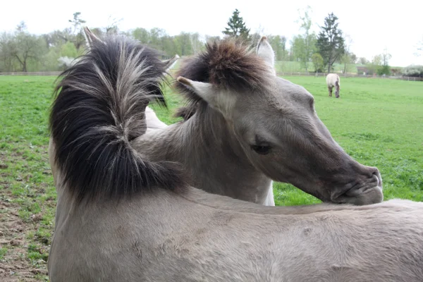 Tarpan horses grooming eachother
