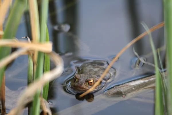 stock image Frog between reed