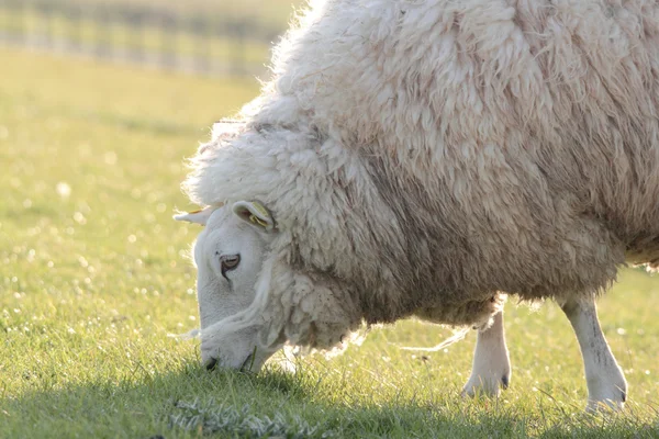 白い羊 — ストック写真