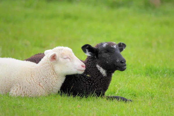 黒と白の子羊 — ストック写真