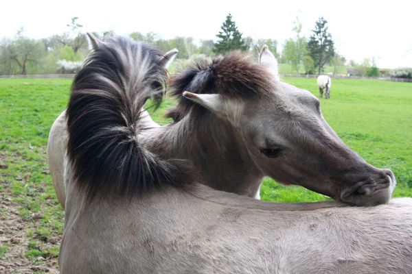 Tarpan horses grooming eachother — Stock Photo, Image