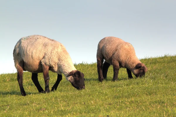 Ovejas y corderos — Foto de Stock